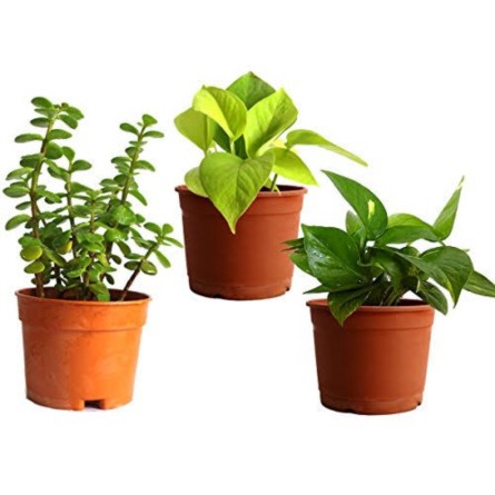 Pack of 3 Law Maintenance Indoor Plants